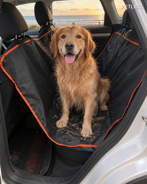 Perro mojado de la playa sobre la funda