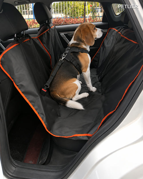 Beagle con arnés y cinturón de seguridad sobre la funda